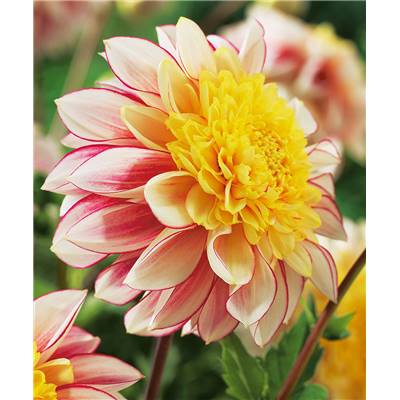 DAHLIA POLKA