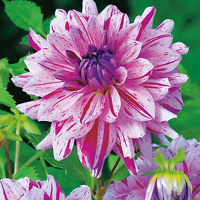 DAHLIA DECORATIF CARNAVAL - 1 BULBE