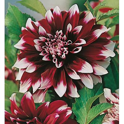 DAHLIA DECO CONTRASTE