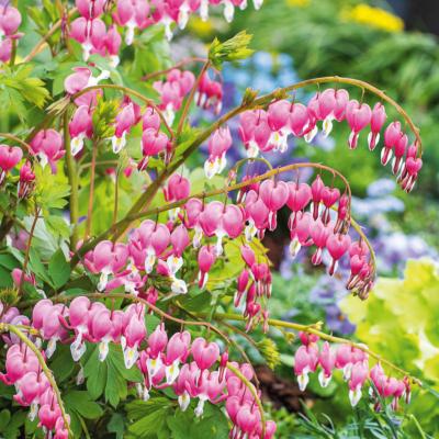 COEUR DE MARIE DICENTRA ROSE - 3 RACINES NUES