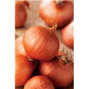 ECHALOTE RED SUN- 1 KG