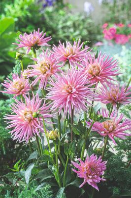 DAHLIA CACTUS PARK PRINCESS - 2 BULBES