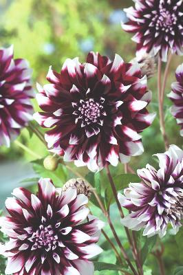 DAHLIA DECO CONTRASTE