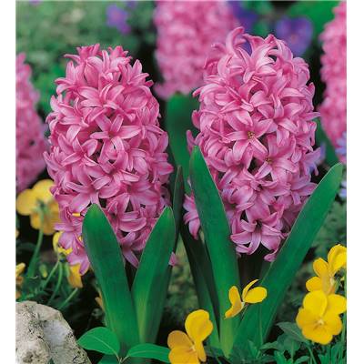 JACINTHE PINK PEARL - 2 BULBES