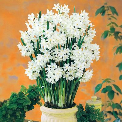 NARCISSE PAPER WHITE - 16 BULBES