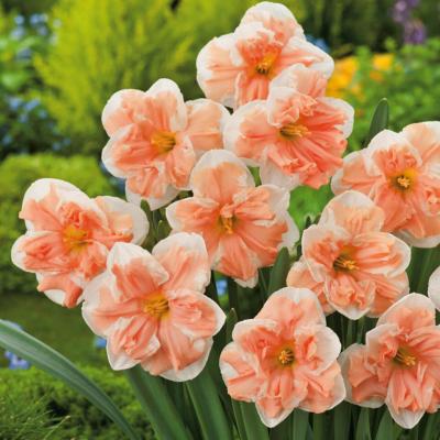 NARCISSE APRICOT WHIRL - 10 BULBES