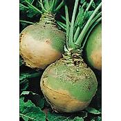 CHOU NAVET RUTABAGA JAUNE COLLET VERT - 100 G