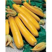 COURGETTE PARADOR HF1 - 5 G