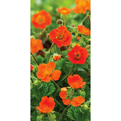 GEUM KOI - LOT DE 3 GODETS