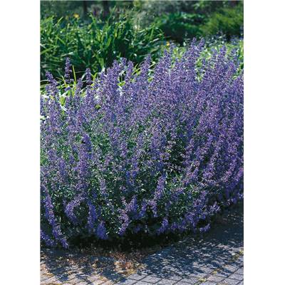 NEPETA FAASSENSII SIX HILL'S GIANT PLANTE VIVACE - 3 GODETS