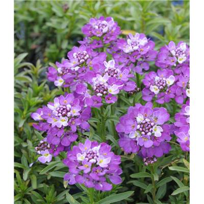 IBERIS SEMPERVIRENS MAUVE - 3 GODETS
