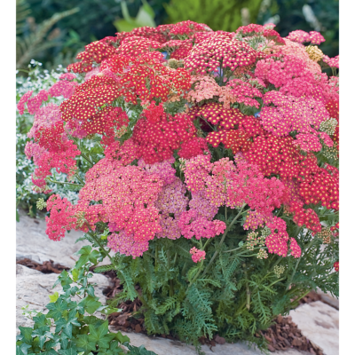 ACHILLEA MILLEFOLIUM PAPRIKA