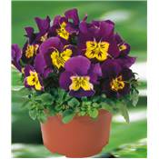 VIOLA SORBET POURPRE/JAUNE - LOT DE 6 GODETS