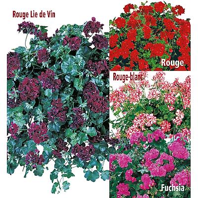 COLLECTION GERANIUMS LIERRE - 12 GODETS