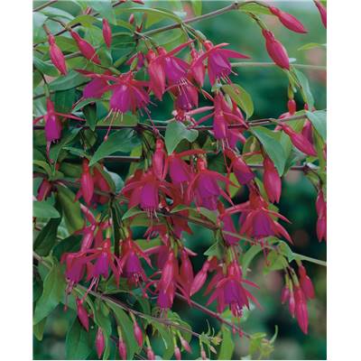 FUCHSIA BERNISSER HARDY - 3 GODETS