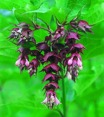 LEYCESTERIA FORMOSA