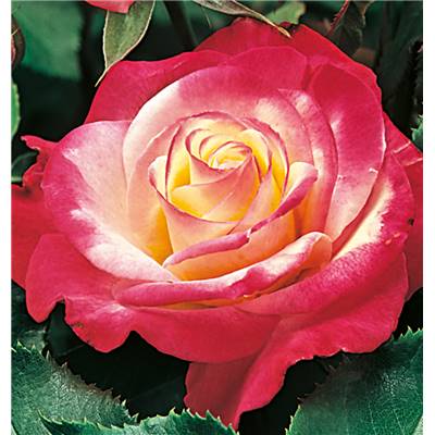 ROSIER BUISSON DOUBLE DELIGHT AMSTRONG - LE ROSIER