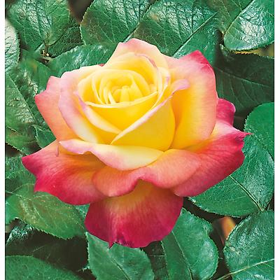 ROSIER BUISSON ORIENTAL PEACE ®- LE ROSIER