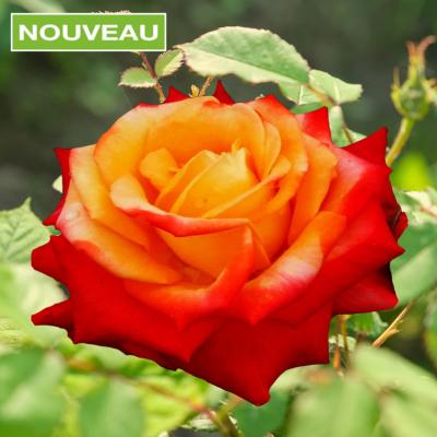 ROSIER BUISSON HENRYANE DE CHAPONAY ® - LE ROSIER