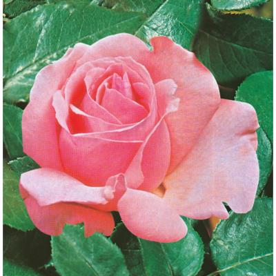 LOT DE 5 ROSIERS QUEEN ELISABETH ROSE