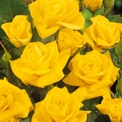 GOLDEN DELIGHT