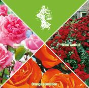 COLLECTION 7 ROSIERS POLYANTHAS