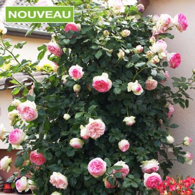 ROSIER PIERRE DE RONSARD® Meiviolin - LE ROSIER