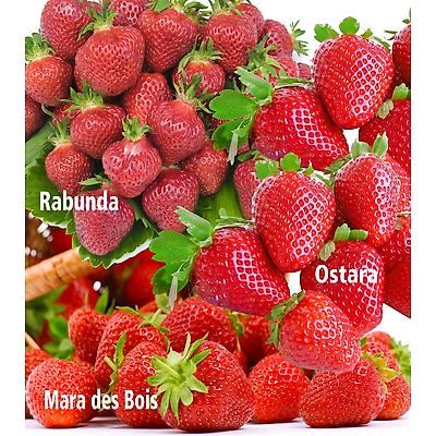 OFFRE 60 FRAISIERS GROS FRUITS