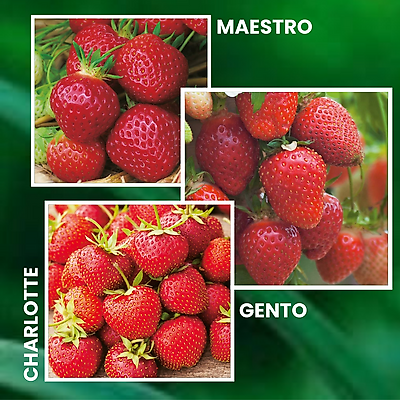 OFFRE FRAISIERS GROS FRUITS - 60 FRAISIERS 