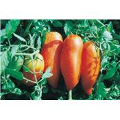 TOMATE ANDINE CORNUE - 0.1 G