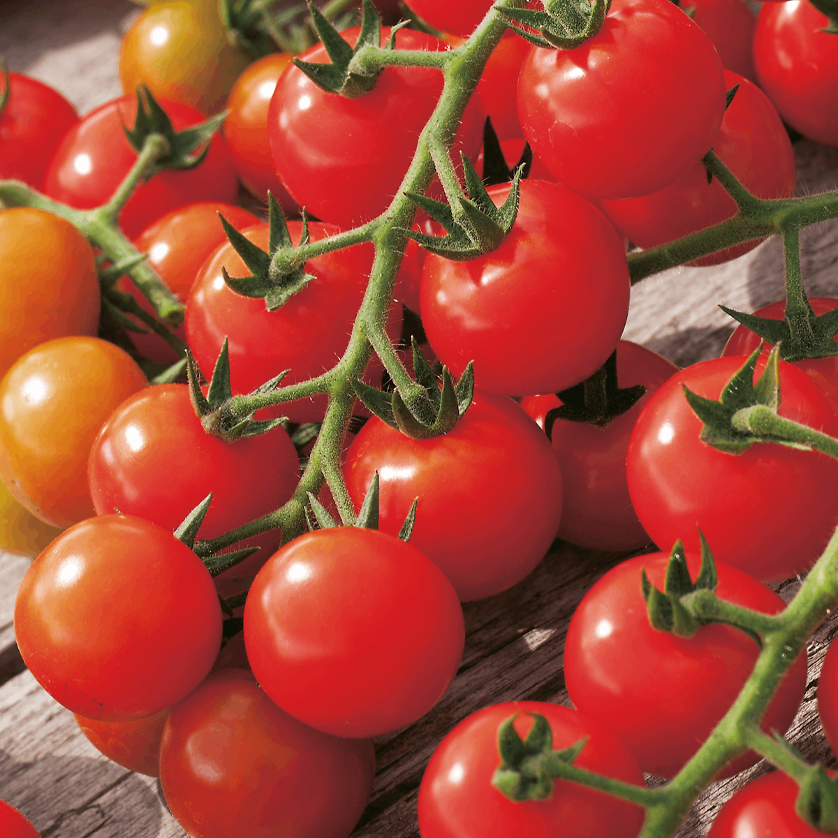 TOMATE CERISE - 0.5 G - GRAINES DE LEGUMES