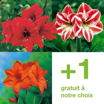 OFFRE 3 AMARYLLIS + 1 GRATUIT