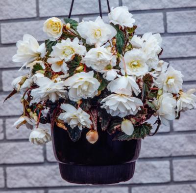 BEGONIA PENDULA CASCADES - BLANC FILET DE 3 BULBES