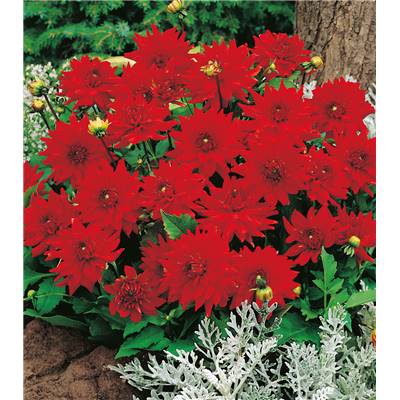 DAHLIA CACTUS OSCAR
