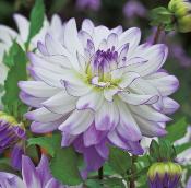 DAHLIA DCORATIF PINELAND PRINCESS - LE BULBE