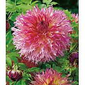 DAHLIA DECO PINELAND PRINCESS