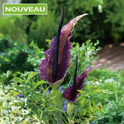 ARUM DRACUNCULUS VULGARIS - 1 BULBE