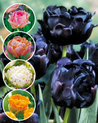 Super Collection : 30 Tulipes à fleurs de Pivoines 