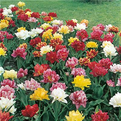 MELANGE TULIPES DOUBLES HATIVES - 40 BULBES