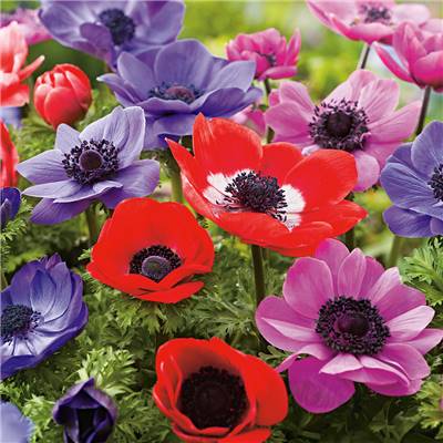 ANEMONE GEANTE DE CAEN MELANGE - 20 BULBES