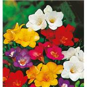 FREESIA MELANGE - 15 BULBES + 5 OFFERTS