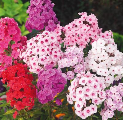 PHLOX DE DRUMMOND - 1 G