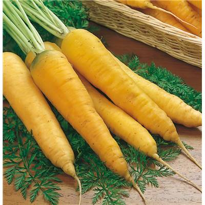 CAROTTE FOURRAGERE JAUNE OBTUSE DU DOUBS - 100 G