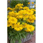 GAILLARDE CHLOE -  Jaune bouton d'or - 3 GODETS