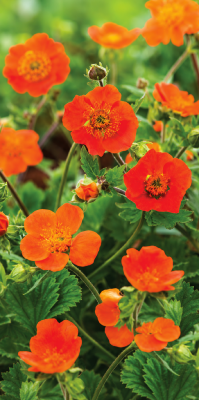 GEUM KOI - LOT DE 3 GODETS