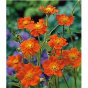 GEUM COCCINEUM BORISII - LOT DE 3 GODETS