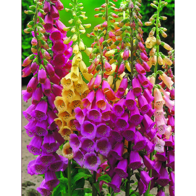 DIGITALIS PURPUREA