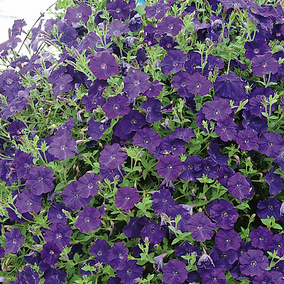 PETUNIA CASCADE BLEU VIOLET - 3 GODETS