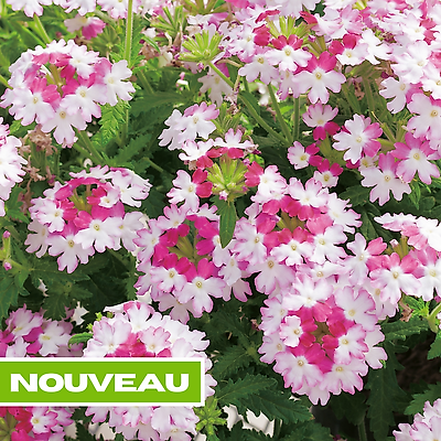 VERVEINES PINK TWISTER - 3 GODETS PLANTE ANNUELLE