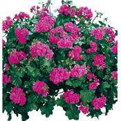 GERANIUM LIERRE FUCHSIA - 3 GODETS PLANTE ANNUELLE